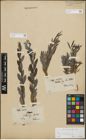 Foto von Salix repens subsp. incubacea (L.) A. Neumann